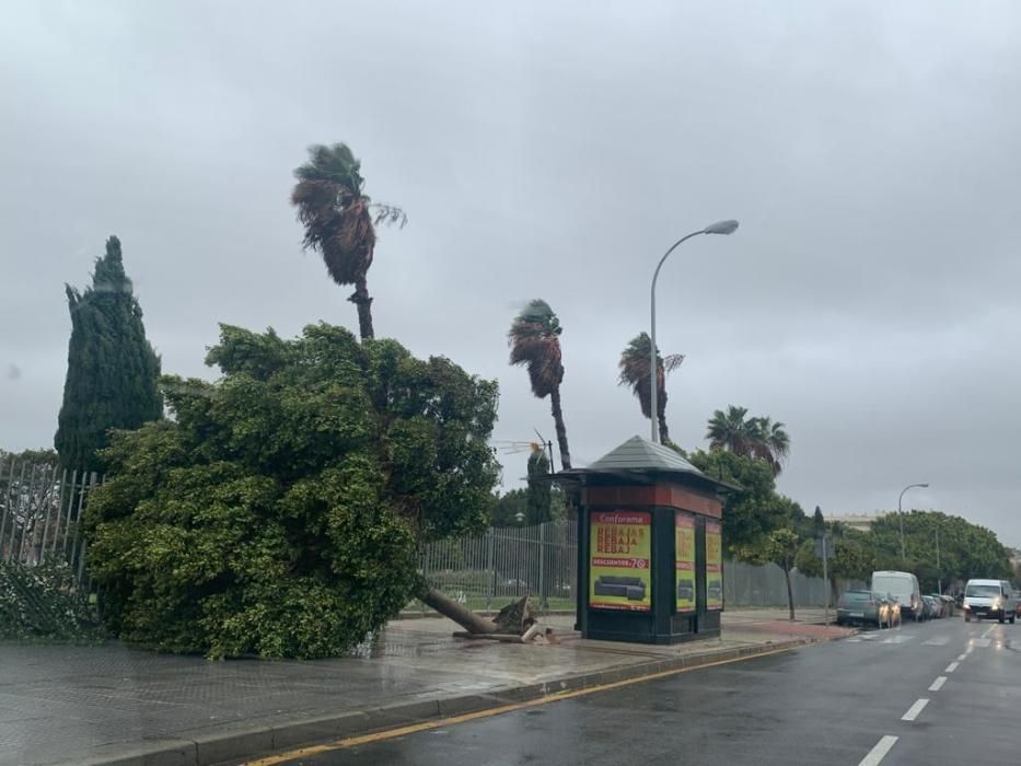 Lluvia en Málaga con la llegada de la borrasca Filomena.