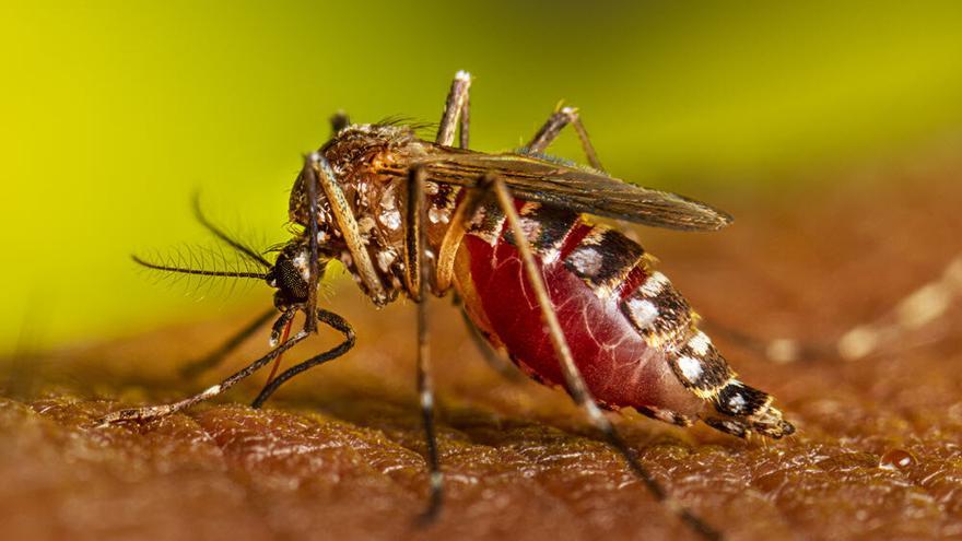 Un mosquito de la misma especie picando a un humano