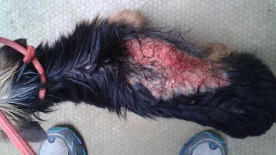 Salvan a un can que fue quemado con ácido