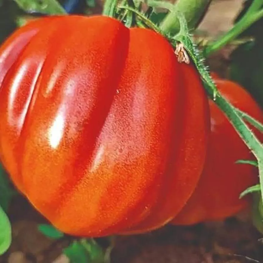 Tomate corazón de buey
