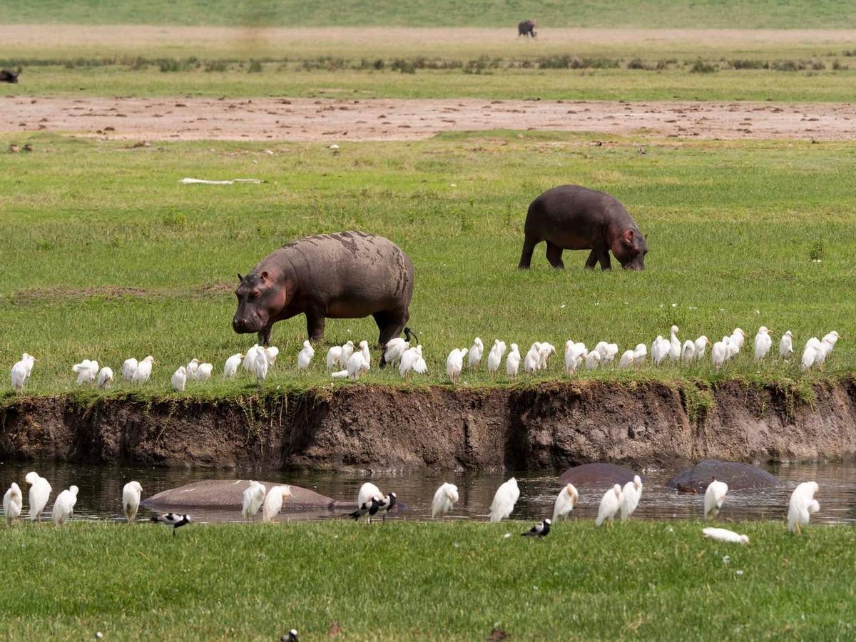 Hipopótamos en Serengeti