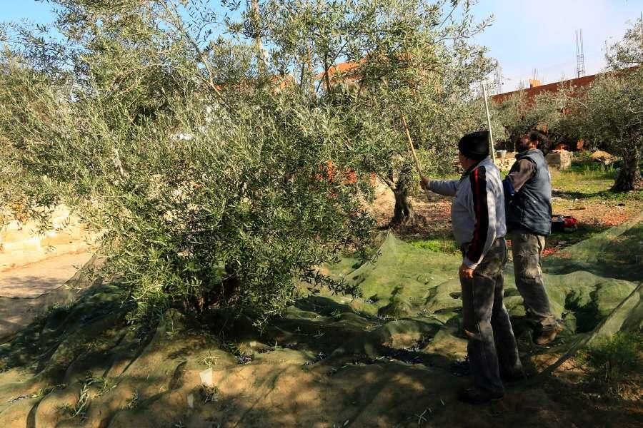 Recogida de aceituna en Fermoselle