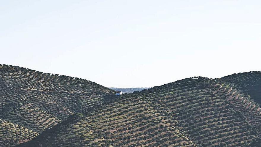 Olivar en la comarca de Los Pedroches.