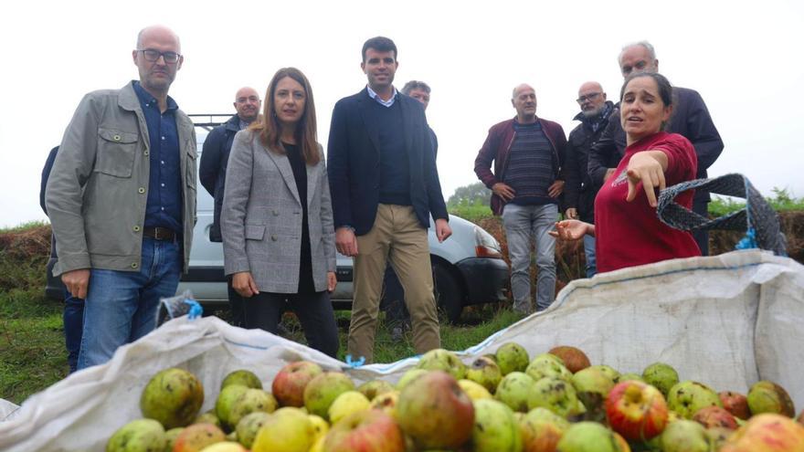La manzana estradense traslada a la Xunta que vende por debajo del coste