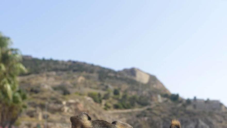 Una sola playa para perros en Cartagena y en malas condiciones