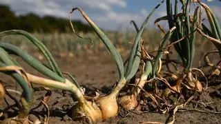 El Niño amenaza con encarecer hasta un 15% las materias primas alimentarias