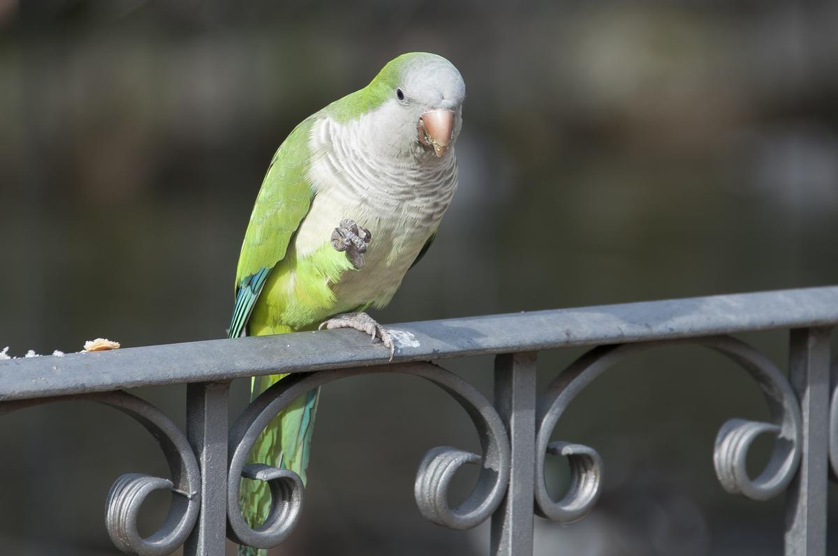 Cotorra argentina, especie invasora frecuente en España