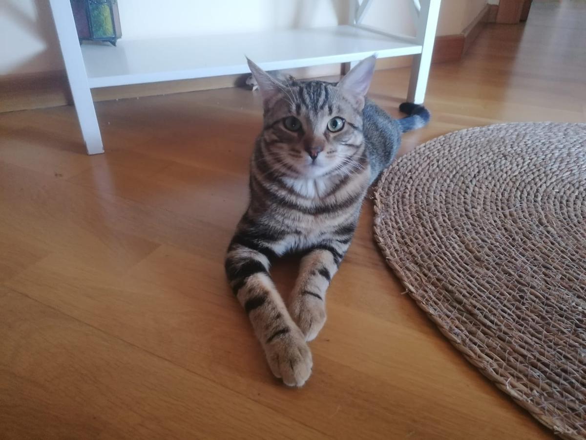 Un gato duerme en el sofá de su dueña.
