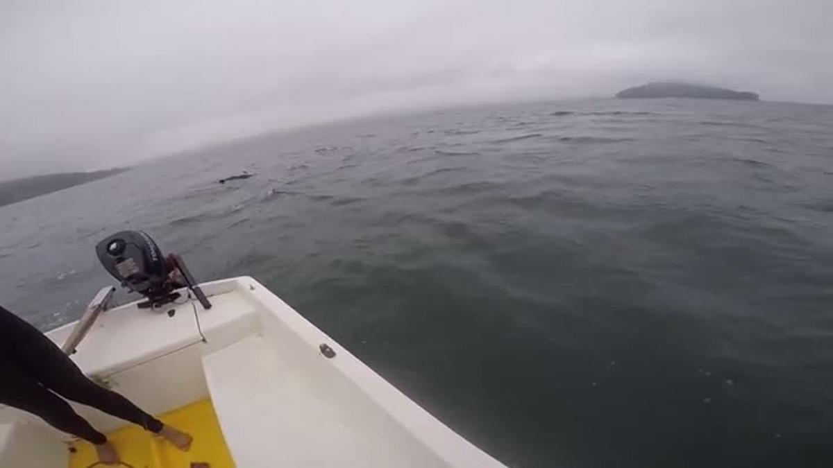Un delfín con su cría muerta es avistado en Combarro (Galicia)