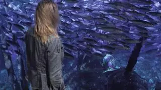 El Oceanogràfic sumerge una cápsula del tiempo en uno sus acuarios con mensajes de los visitantes