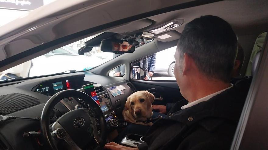 Los usuarios de perros guía tienen prioridad para subir a los taxis en Murcia desde este lunes