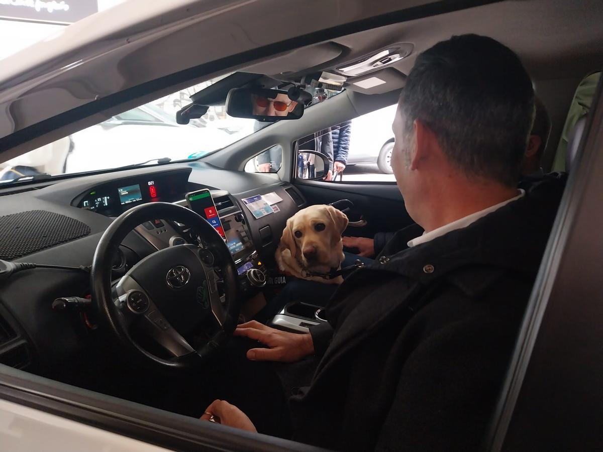 Zarza, uno de los 25 perros guía de la Región de Murcia, a bordo de un taxi este lunes por la mañana.