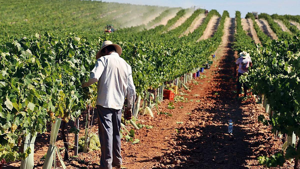 ¿Nuevos vinos? | Los expertos apuntan la necesidad de sustituir variedades de viñas.