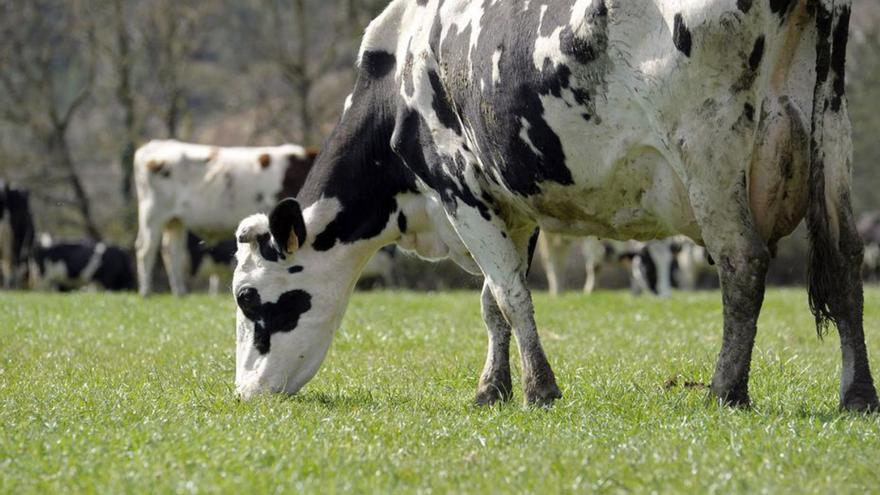Leche Río y Celta anuncian otra caída del precio de la leche cruda