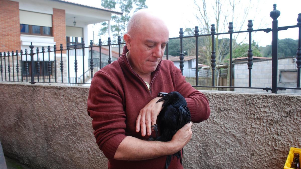 La corneja Paco, uno más en la familia