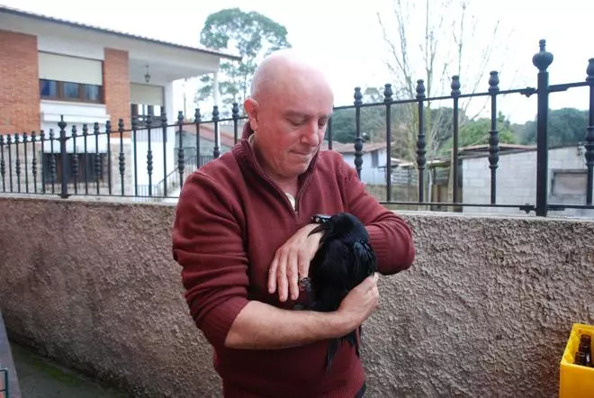 VIDEO VIRAL: La corneja Paco, uno más de la familia en un restaurante de Posada de Llanes