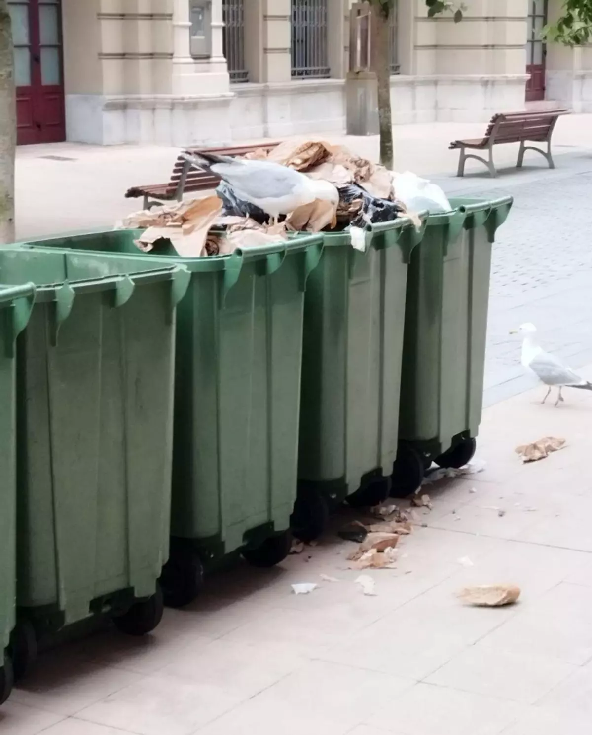 Hedor y suciedad en pleno centro de Avilés: los "ataques" de las gaviotas a contenedores y bolsas de basura desesperan a los vecinos de Palacio Valdés