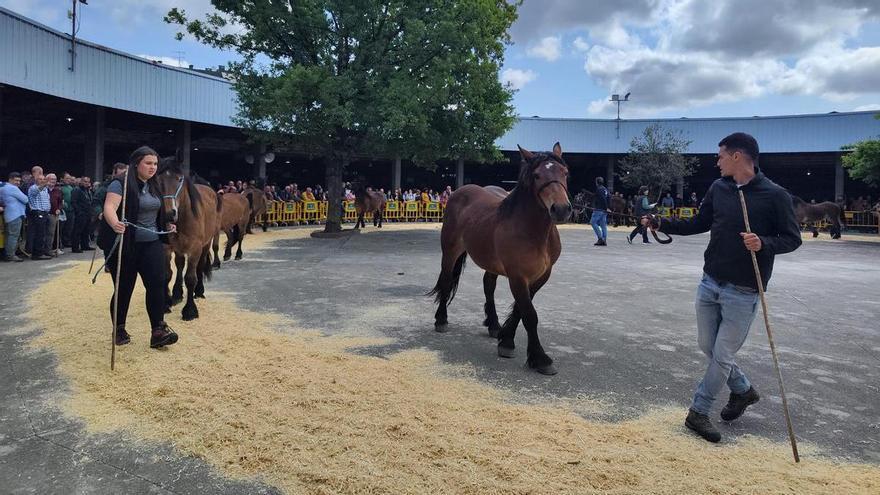 Los caballos tienen tirón y relevo en Grado: «Hay mucha gente joven con afición, a la que le gusta y que se dedica con ilusión»