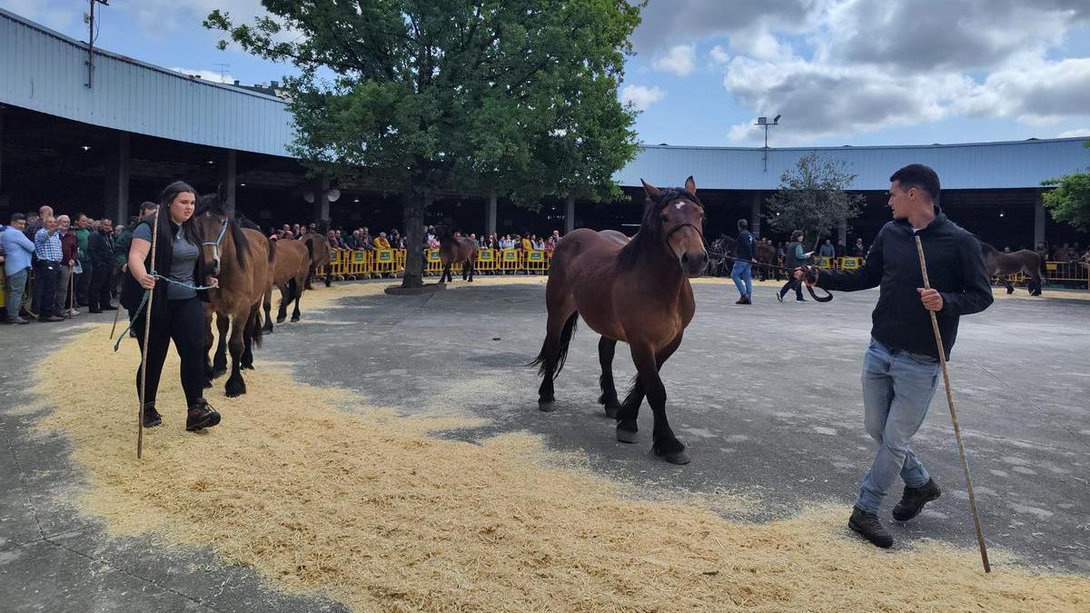 Mucho público y participación en el concurso de equino de Grado