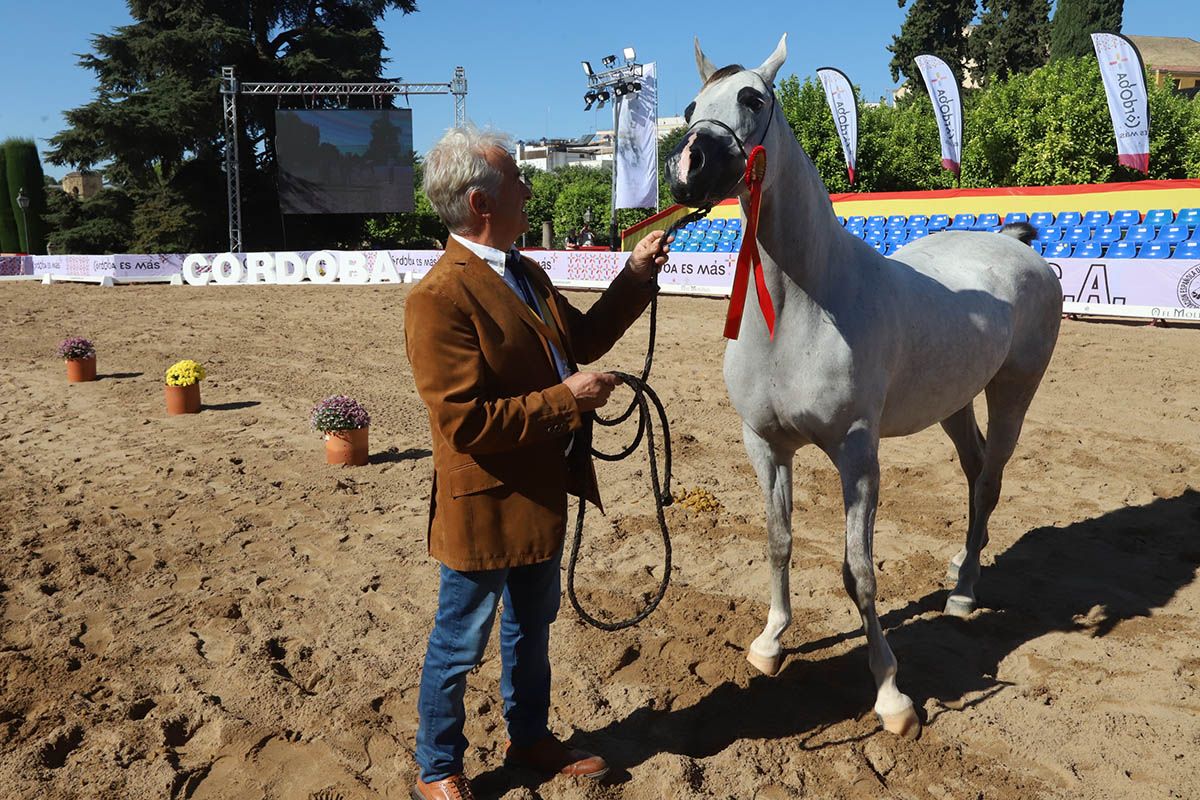 Campeonato de caballos árabes en Córdoba