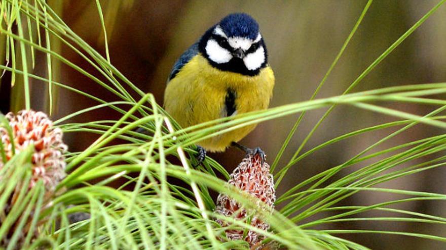 Un herrerillo es una de las aves protegidas con falta de espacios para anidar en Arucas.