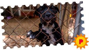 Un cachorro de la Lliga protectora danimals de Sabadell