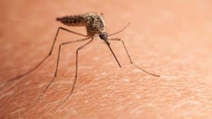28604274 - macro shot of northern house mosquito (culex pipiens) sitting on human skinmosquito comun fotografia 123rf