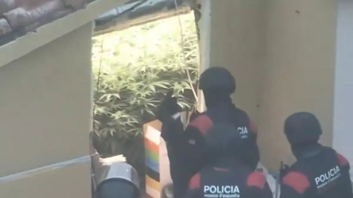 Desmanteladas dos plantaciones de marihuana que llegaron a dejar sin luz a un barrio de Piera
