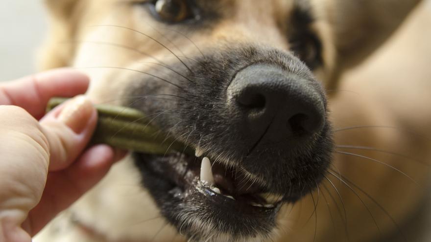MASCOTAS: 'Snack' dental para perros, ¿cuándo dárselo? ¿Cuáles son los  mejores?