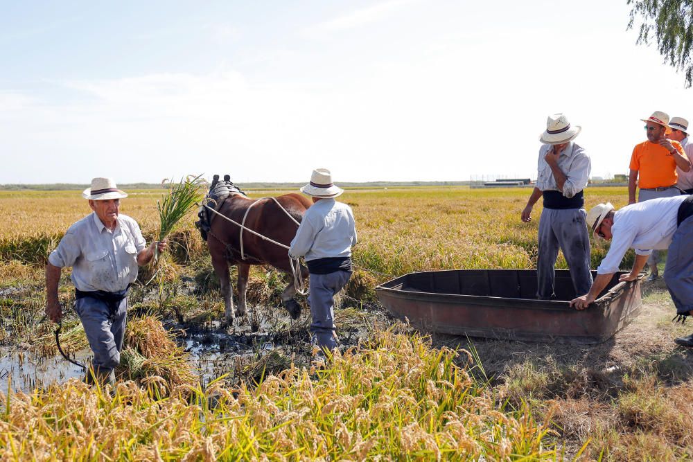 Siega y 'perxa' en l´Albufera