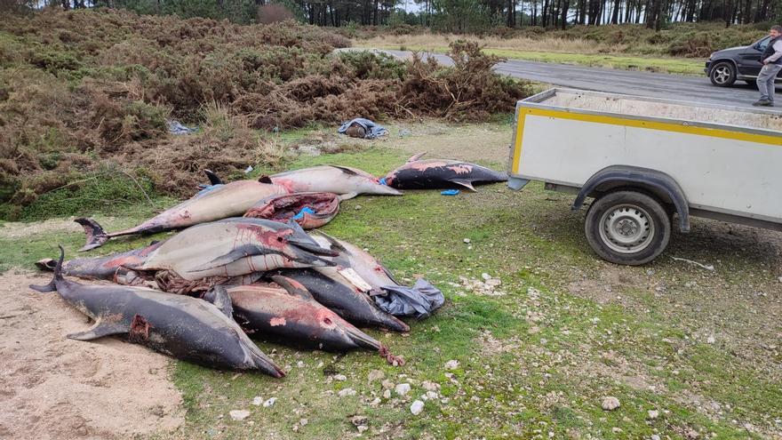 Retiran 10 delfines muertos en playas de Ribeira, la mayoría con marcas de redes