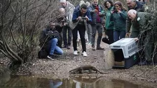 La nutria capturada en Fátima vuelve al arroyo Pedroches