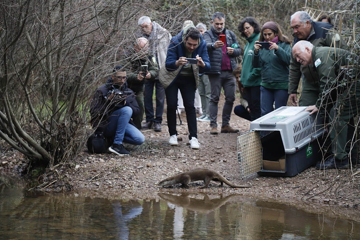 La nutria de Carlos III vuelve a la naturaleza