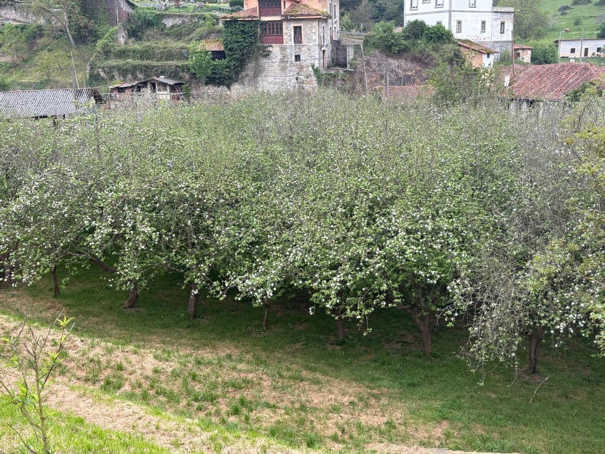 Pumarada de Casa Genarón, en Godán.
