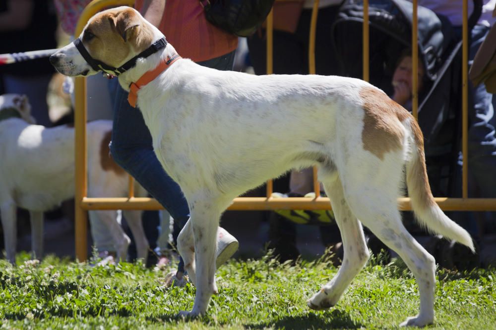 III Feria del Bienestar Animal en Valencia