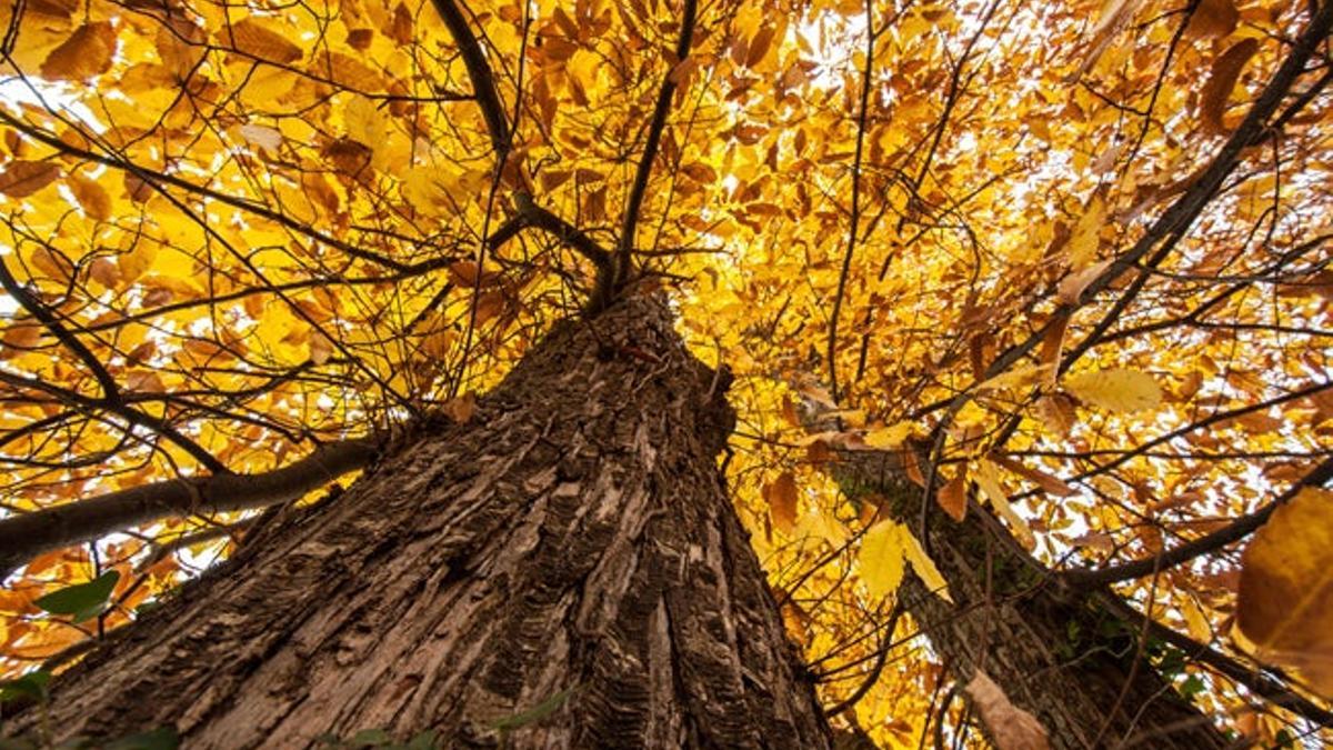 Cuatro bosques de cuento para pasear en otoño