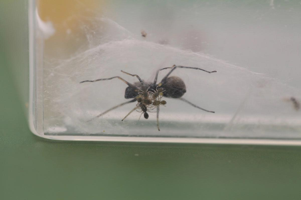 Un grupo de crías de araña, de tres días de edad, bajo su madre en su nido en un laboratorio.