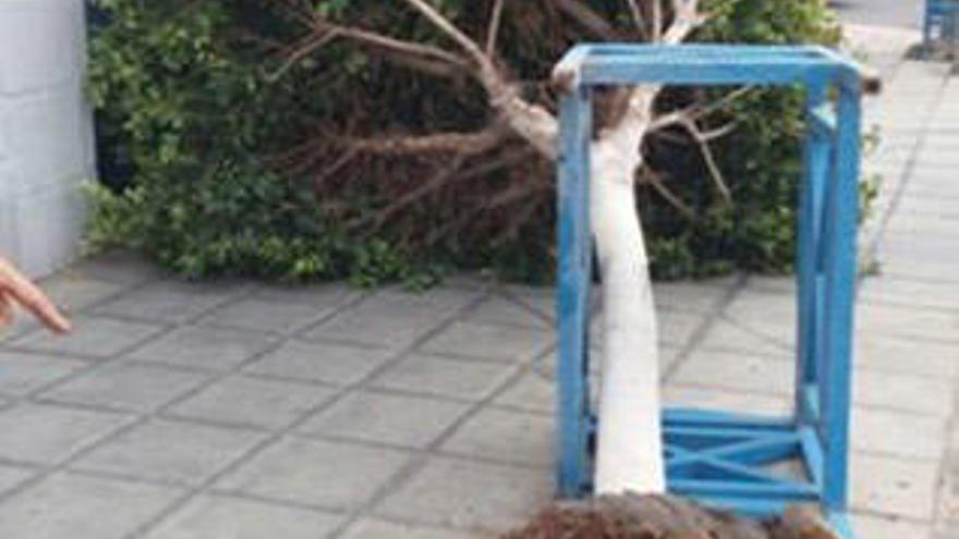 El viento arranca un árbol en una calle de Arrecife