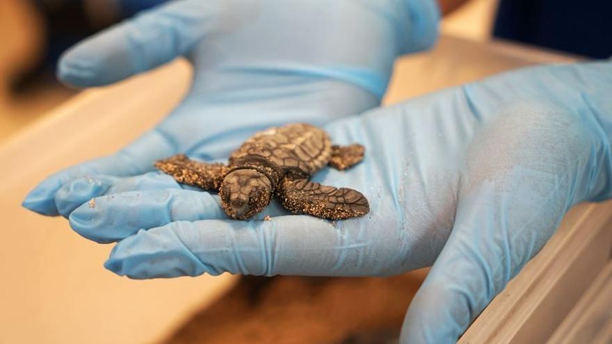 Una de las tortugas rescatadas en El Puig.