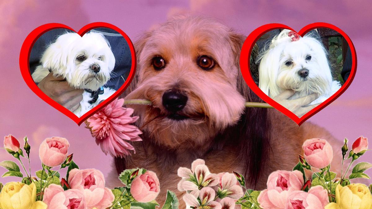Bimba y Dutty, los perros blancos de este vídeo, se conocieron vía app: Social Animals una nueva red social busca pareja, para mascotas.