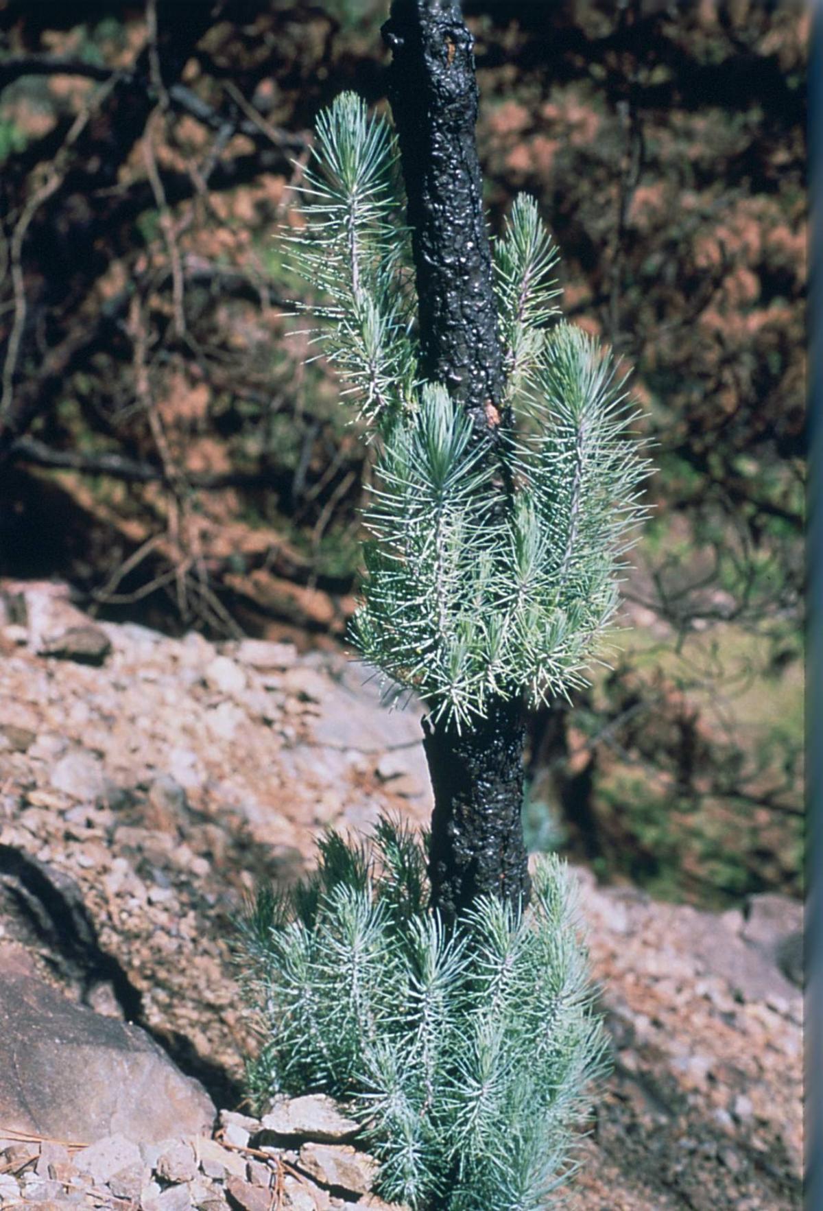 Brote de pino canario.