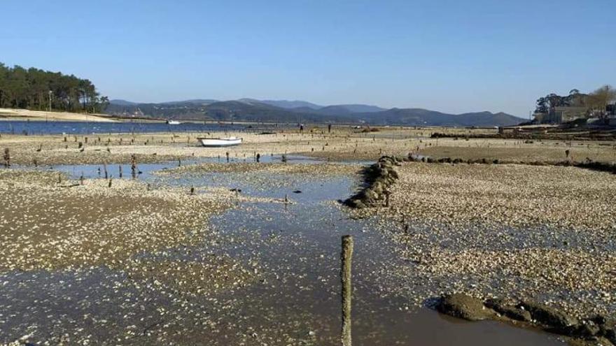 Las conchas de los bivalvos muertos cubren los parques de cultivo de Carril.   | //  FDV