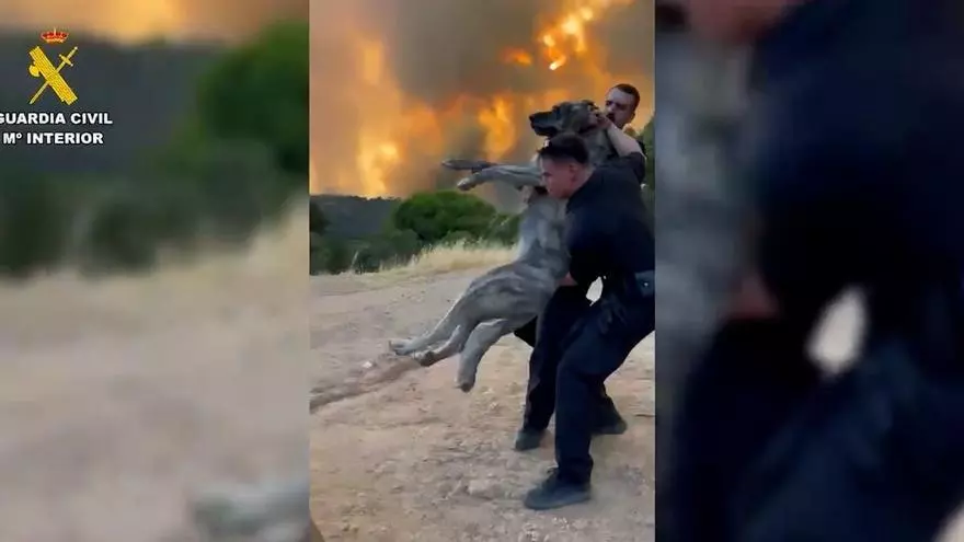 El agente que se hizo viral al rescatar un perro de un incendio: "Ayudar es un orgullo"