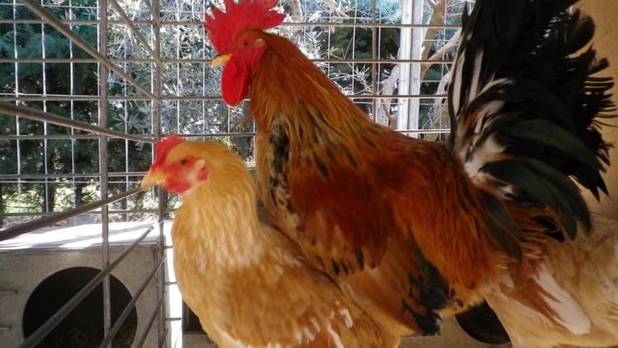 Roban en Segorbe varias especies de aves y gallinas en vía de extinción