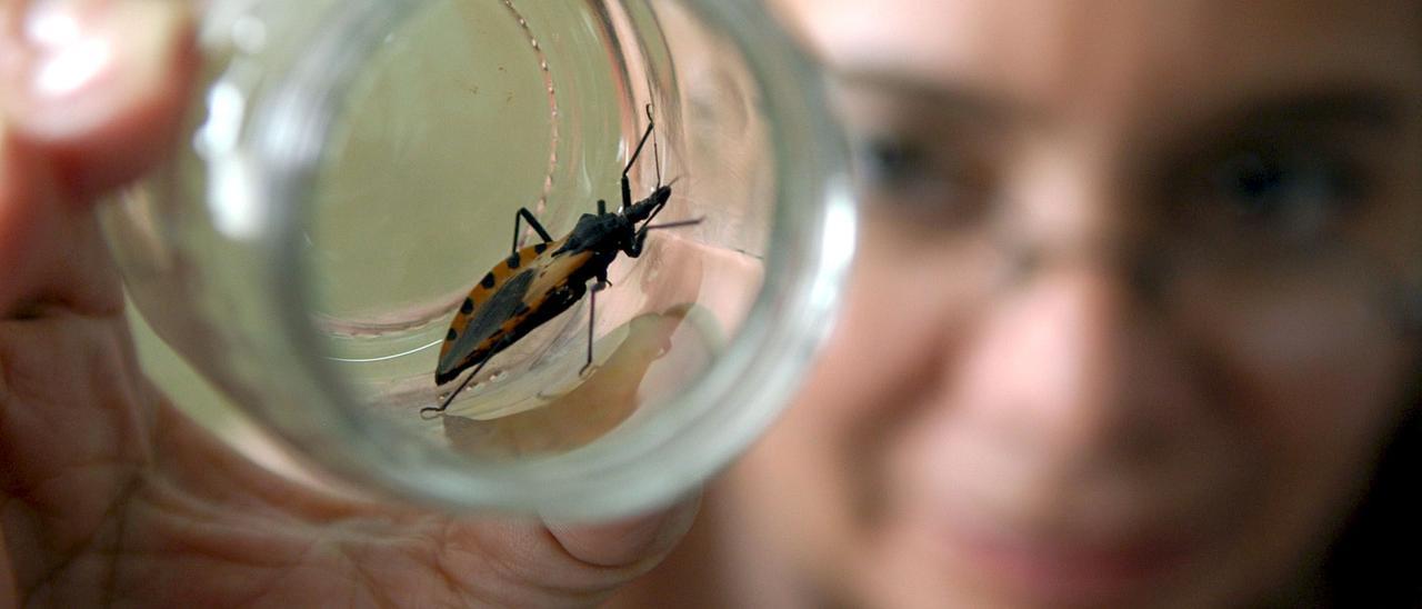 Un ejemplar de la chinche picuda, animal transmisor del mal de Chagas.