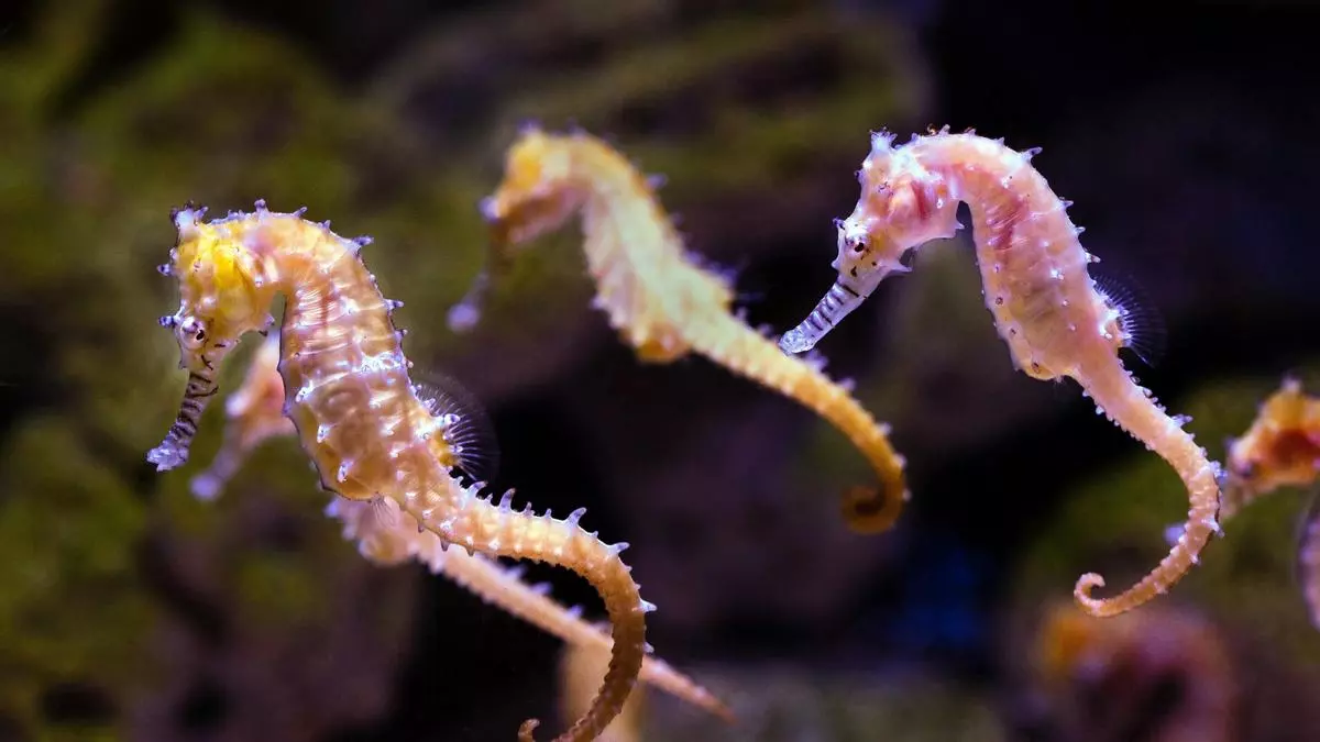 La masacre global de los caballitos de mar: al menos medio millón son capturados cada año