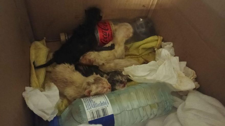 La Protectora plantea a los concellos controlar a los vecinos con mascotas a su cargo para evitar abandonos