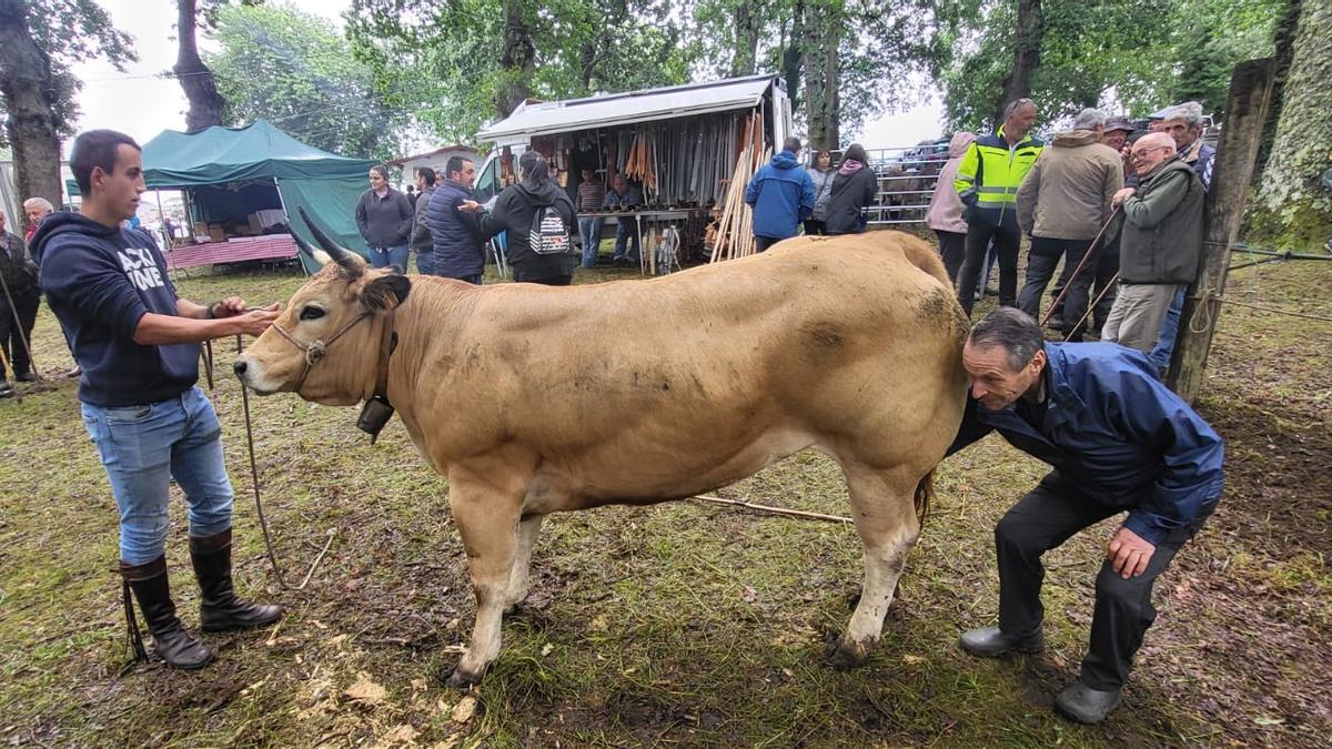 Vaca vendida en la feria de Mallecina por 5.000 euros.