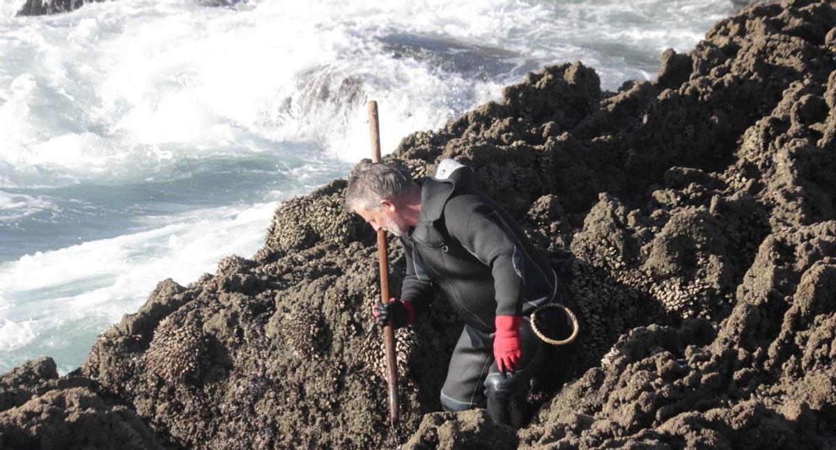 Un grupo de seis percebeiros metidos en el mar con sus raspas.   | //  SANTOS ÁLVAREZ