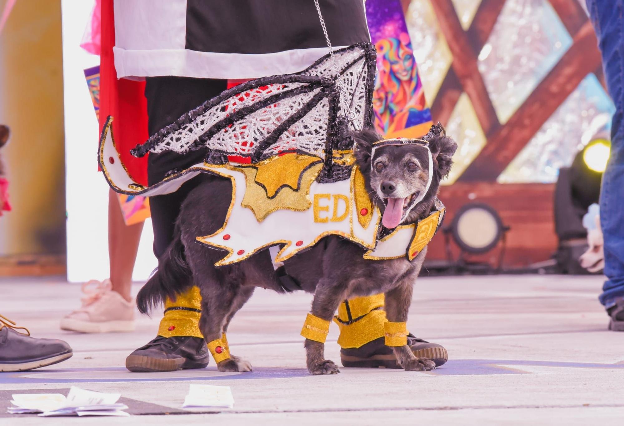 Carnaval Canino de Maspalomas 2024